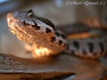 V.r.raddei